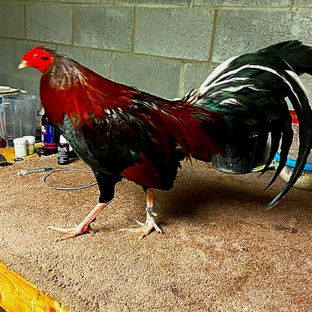 Meet your Posher, Jose